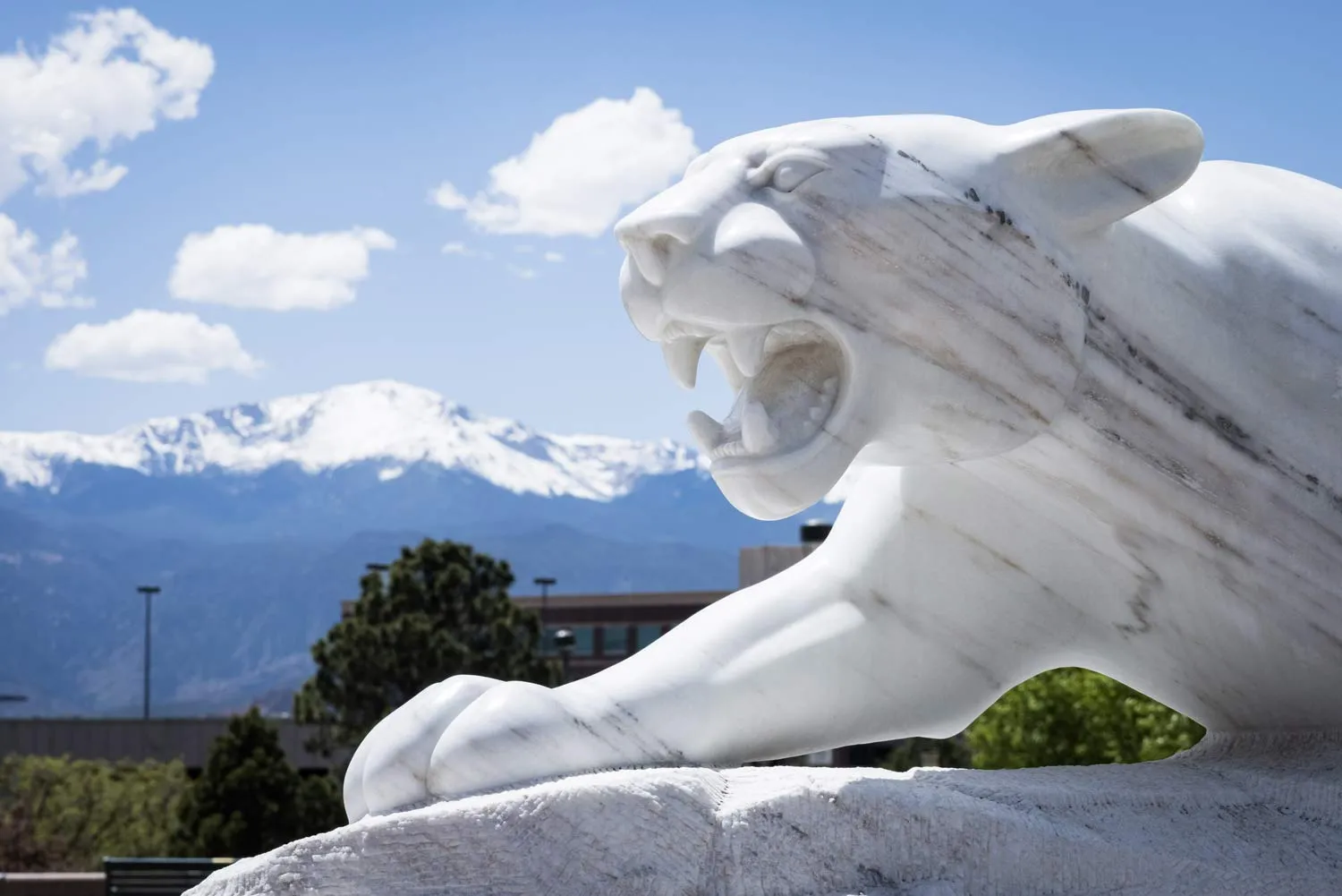 mountain lion statue on uccs campus with pikes peak in the background